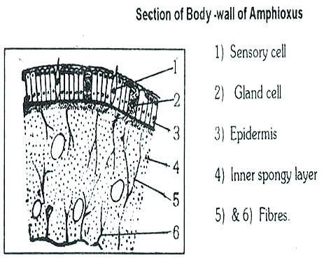 AMPHIOXUS BODY WALL thumb9