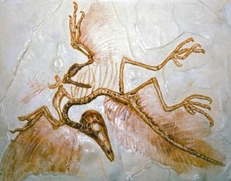 Archaeopteryx connectinglink9