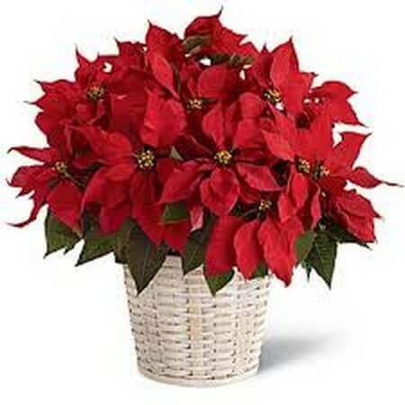 Happy Holiday Planter Basket