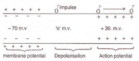 action potential7