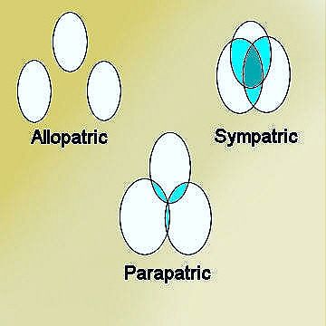 Allopatric and Parapatric speciation
