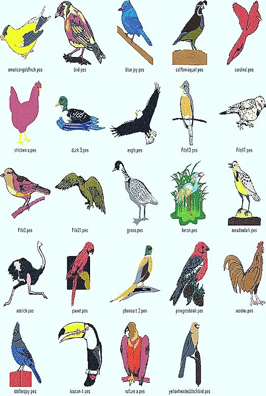 birds aves types thumb24