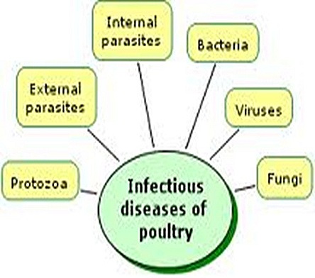 poultry diseases10