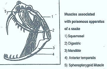 snake poisonous appartus muscles thumb26