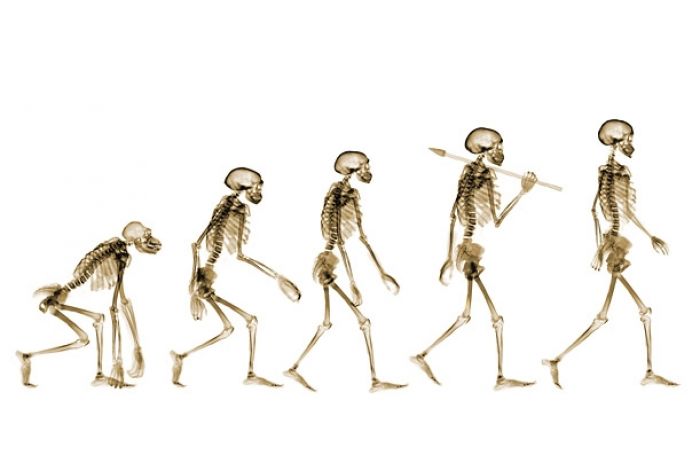15 Main Theories of Biological Evolution of Man (with Statistics)
