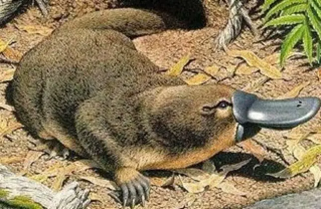 Oviparous mammal — Echidna, Duck Bill Platypus