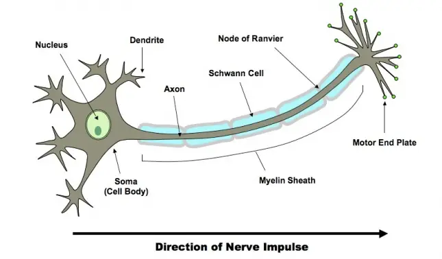 Direction of Nerve Impulse