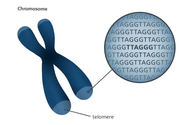 Telomere Indicator of Physiological Age