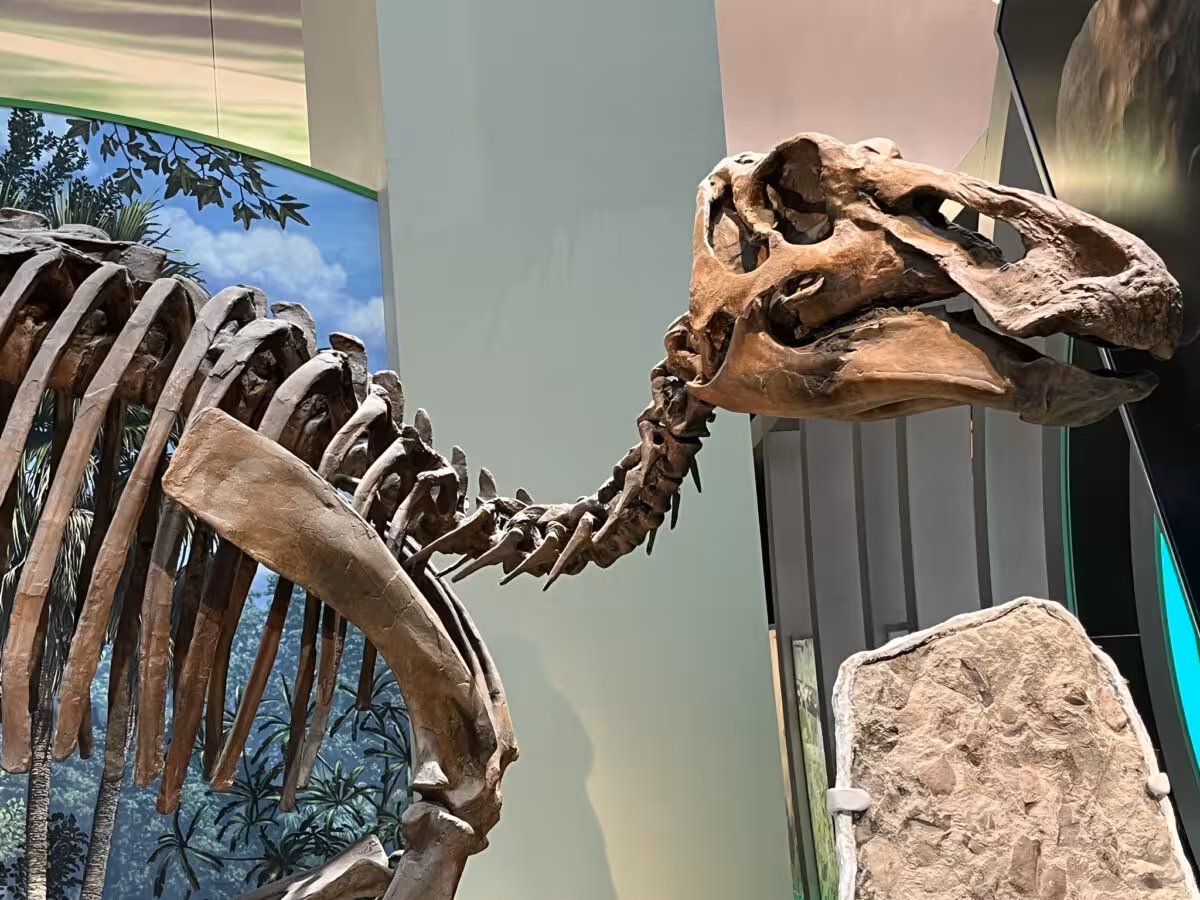 The Edmontosaurus From A Remote Butte In Southwestern North Dakota