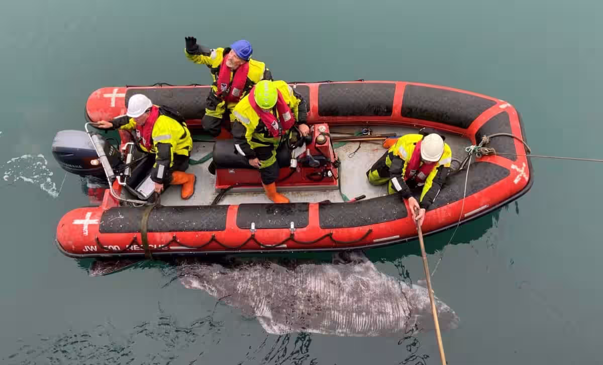 5 Meter Long Inflatable Boat And Approximately 4 Meter Long Female Greenland Shark