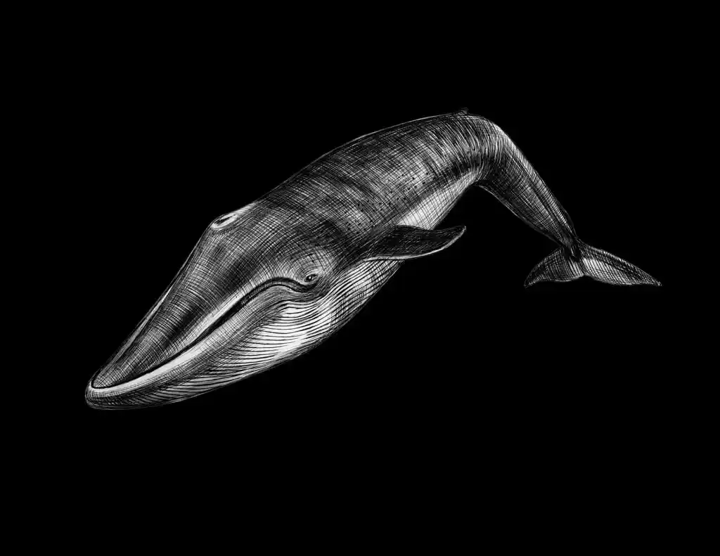 Illustration Of A Blue Whale, Highlighting Its Massive Size And Distinctive Body Shape.