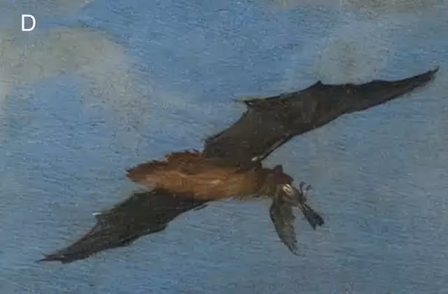 Closeupbat