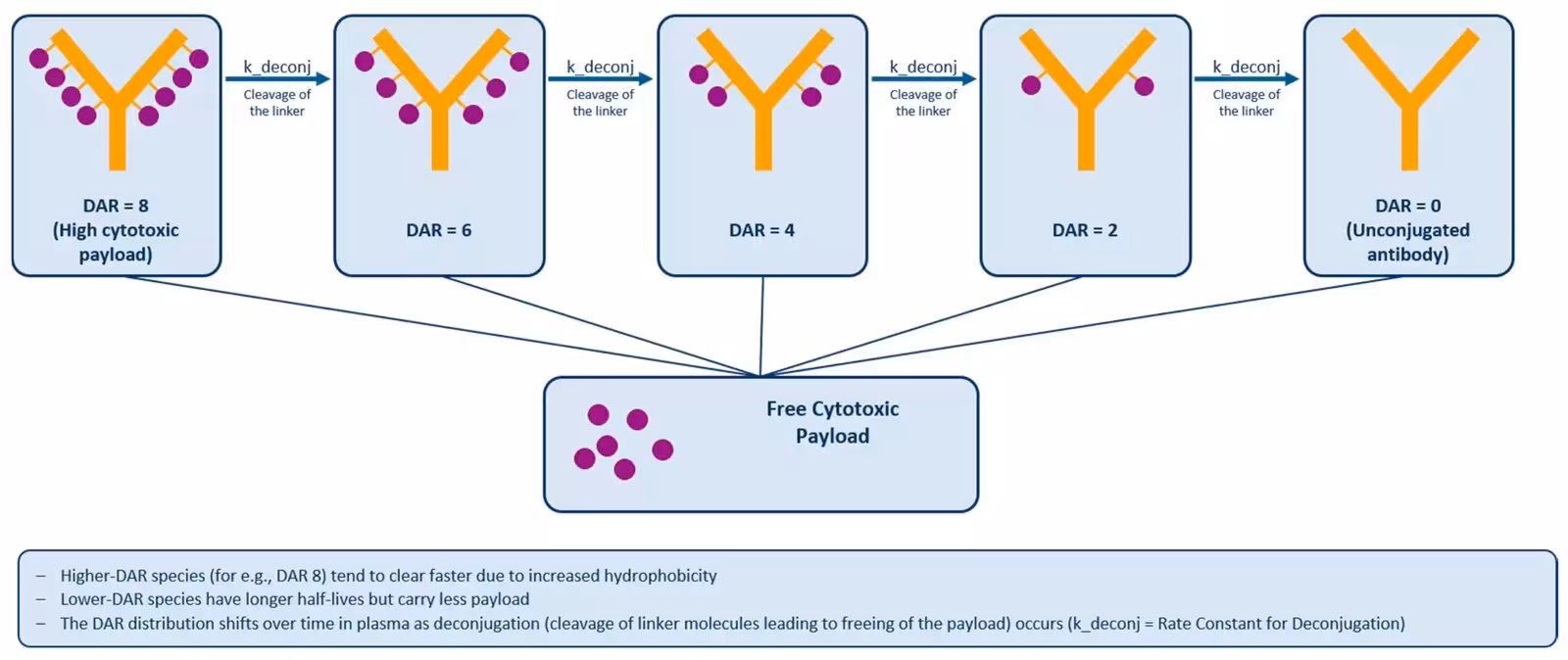 Figure 2: Stepwise deconjugation of the ADC and its effect on plasma DAR distribution. Linker cleavage (k_deconj) sequentially converts DAR 8 to DAR 0 species, releasing free cytotoxic payload at each step; higher-DAR species clear faster due to increased hydrophobicity, skewing the in vivo DAR distribution toward lower-DAR species over time. DAR: drug-to-antibody ratio.