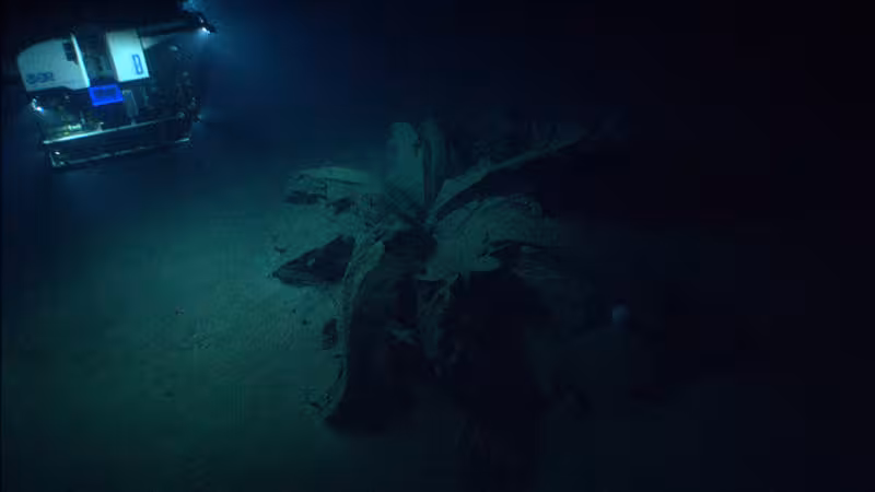 ROV Deep Discoverer approaches the first tar lily. ROV Deep Discoverer approaches the first tar lily.