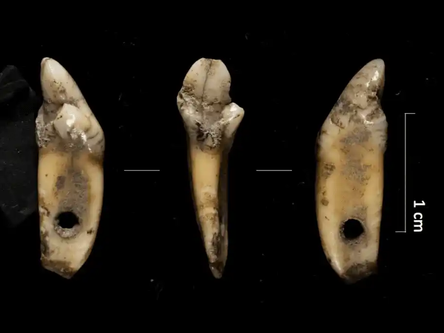 A Pendant Made From A Bear Incisor Uncovered During Excavations At Cave 338 In The Pyrenees.