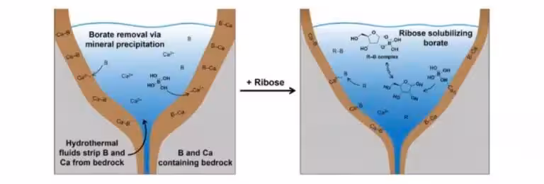 Ribose Helps Keep Boron Dissolved In Hydrothermal Water.