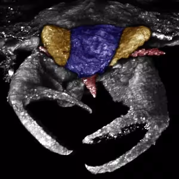 Ct Scan Revealing The Newly Discovered Insect Species And Its Unusual Claw Structures.