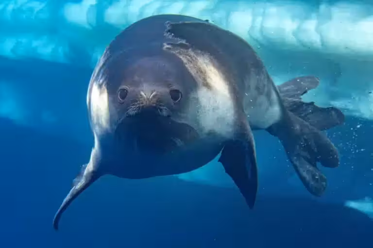 A Rare Underwater Portrait Of A Ross Seal