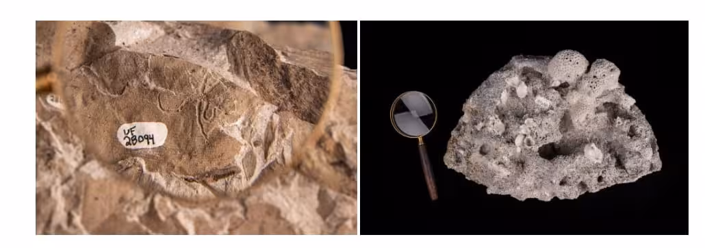 Examples Of Fossilized Marine Organisms Used In The Study