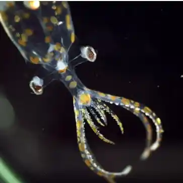 Juvenile Glass Squid Collected At 779 Meters By Rov Subastian.