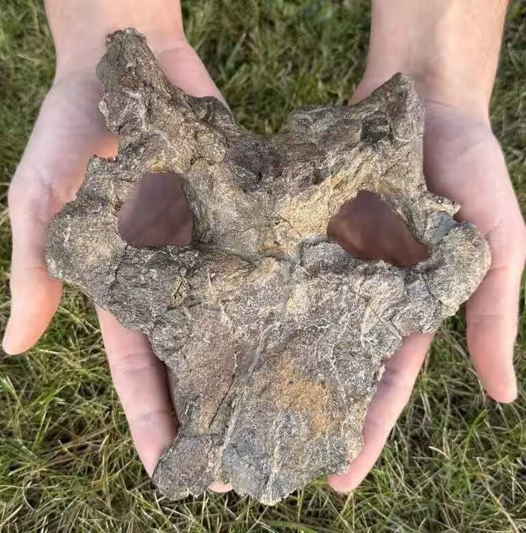 Close Up Image Of The Dacentrurus Armatus Skull Unearthed In Riodeva, Teruel.