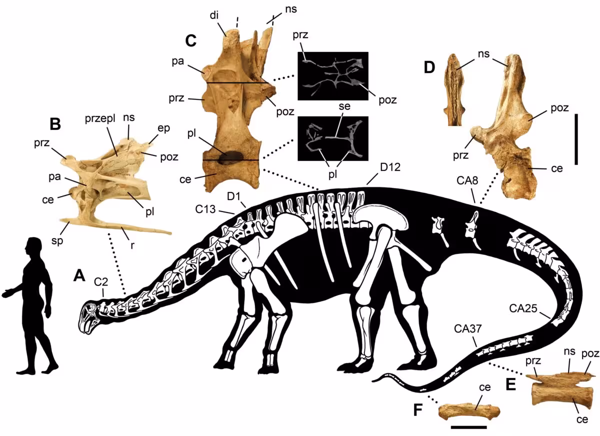 Skeletal Reconstruction Of Nigersaurus Taqueti With Detailed Views Of Fossilized Neck Vertebrae.