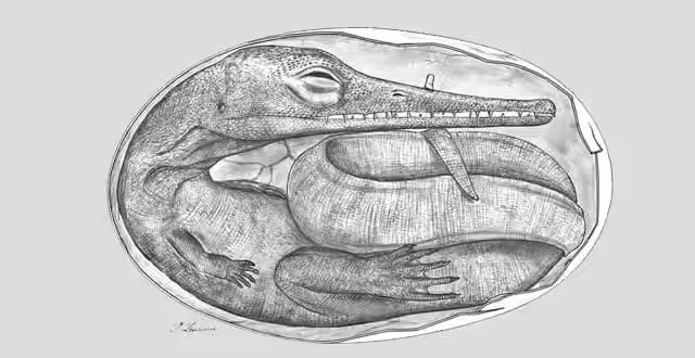 Digital Reconstruction Of An Ancient Mesosaur Egg