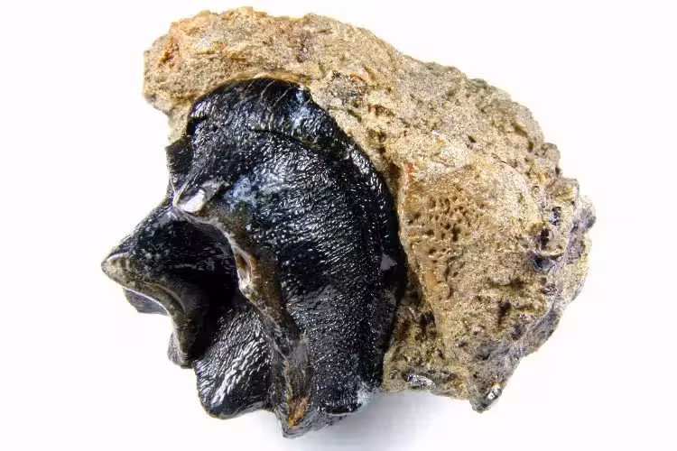 A Fossil Tooth From An Early Placental Mammal Discovered In Southern China.