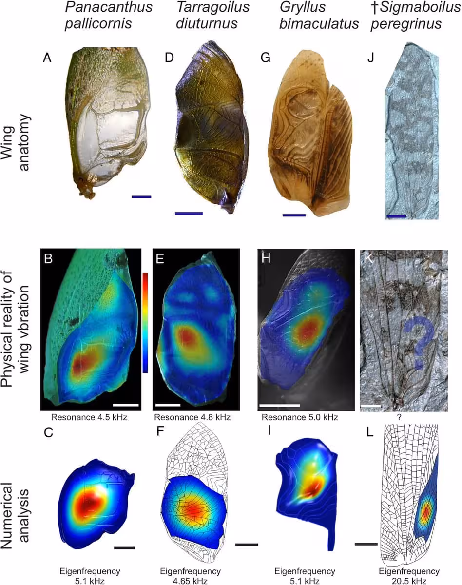 The Image Compares Modern And Jurassic Insect Wings, Showing Their Anatomy, Vibration Patterns And Computer Simulations Of Resonance Frequencies.