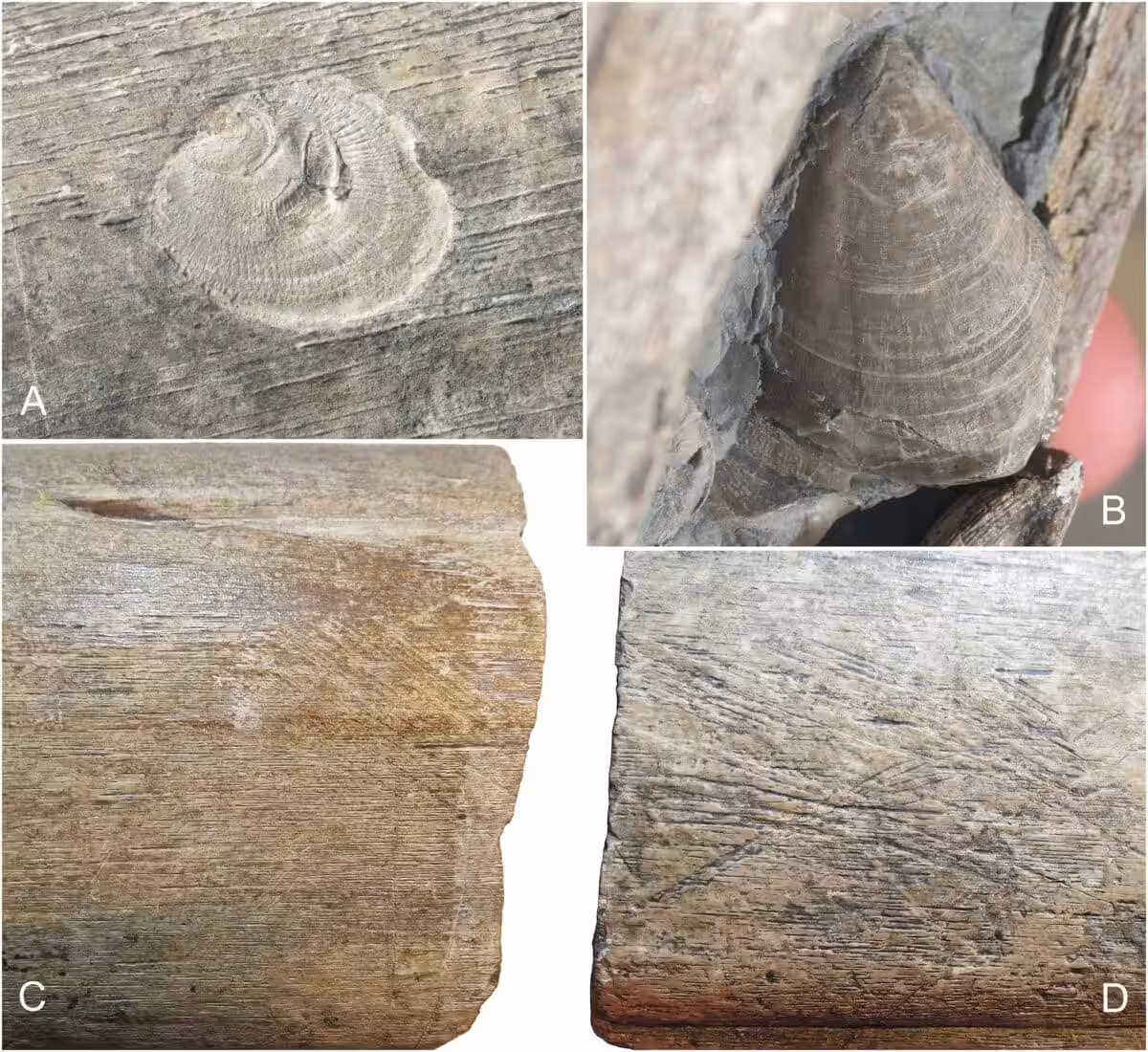 Trace Fossils On The Surangular Bone Of Ichthyotitan Severnensis.