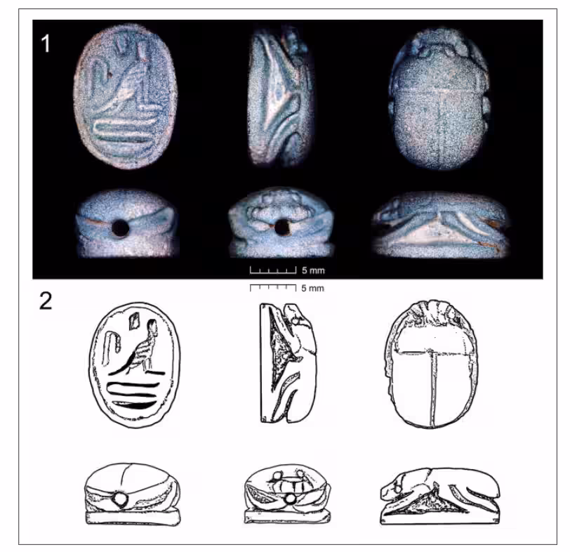 Pictures And Size Representations Of The Scarab