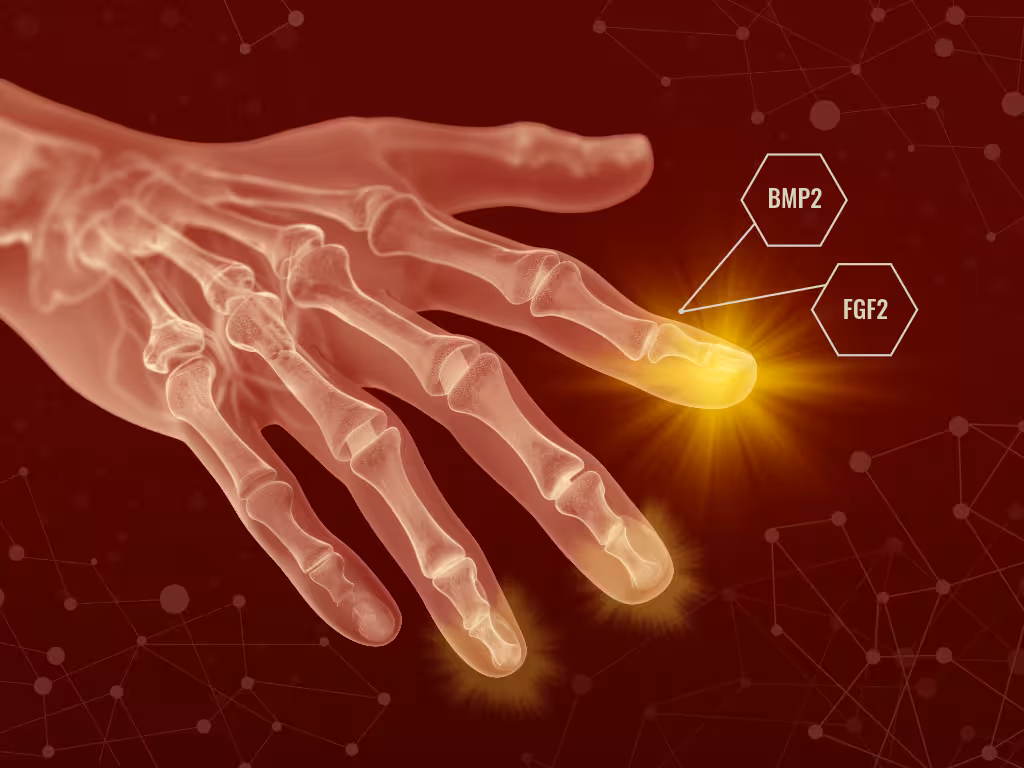 A graphic showing a hand with a finger highlighted to represent tissue regeneration.
