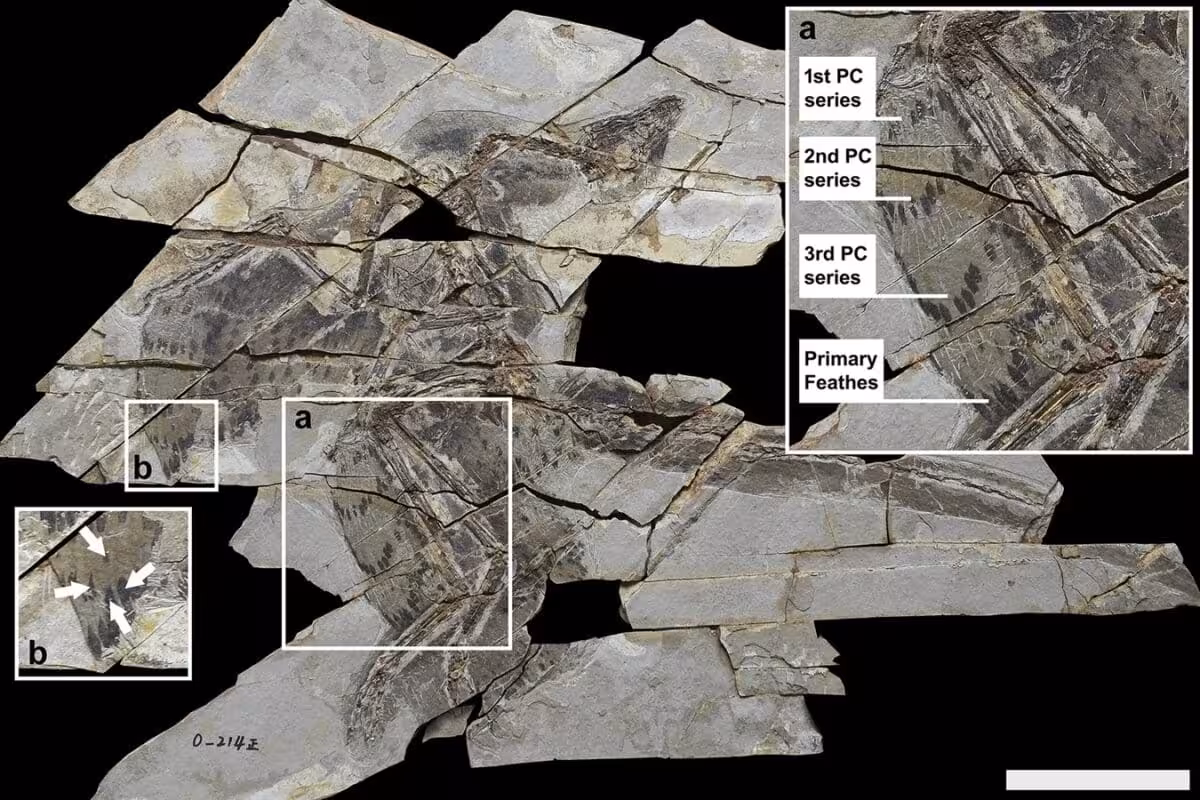 Fossilized Feathers Preserved In Remarkable Detail