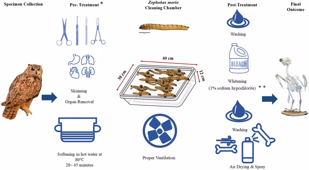 Diagram Showing The Superworm Skeleton Cleaning Process.