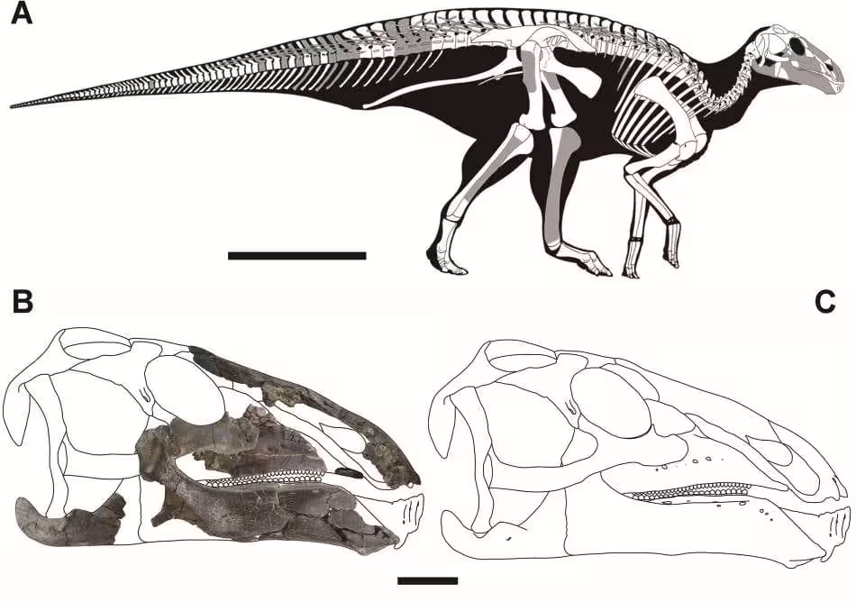 Reconstruction Of Kryptohadros Kallaiae Based On Partial Skull And Skeletal Remains
