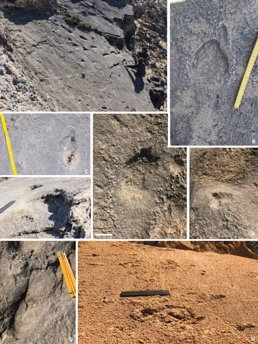 Neanderthal Footprints Preserved In Portugal’s Ancient Coastal Dunes