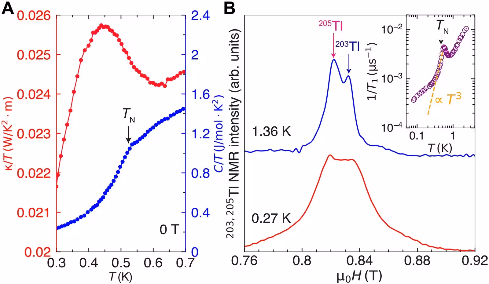 Fig. 2: Evidence for AFM ordering. (A) Temperature dependence of κ/T (red) and C/T (blue) at zero field. A kink in C/T and an inflection in κ/T at TN≈0.53 K identify the onset of AFM order. On cooling, κ/T rises below ∼0.6 K and peaks at ∼0.45 K as magnetic scattering is suppressed by developing spin correlations, while the broad feature in C/T above TN reflects the short-range correlations expected for a triangular-lattice antiferromagnet. (B) 203,205Tl NMR spectra in the low-H regime for H∥c. Two sharp peaks corresponding to the 203Tl and 205Tl resonances are observed. The spectrum exhibits pronounced broadening and a substantial change in lineshape below TN, consistent with a growing static internal field associated with AFM order. Inset: Nuclear spin-lattice relaxation rate, 1/T1, versus temperature at ≈0.83 T. A peak at TN≈0.53 K reflects critical slowing down at the transition. The dashed line indicates a T3 dependence below TN, characteristic of two-magnon relaxation in an ordered antif