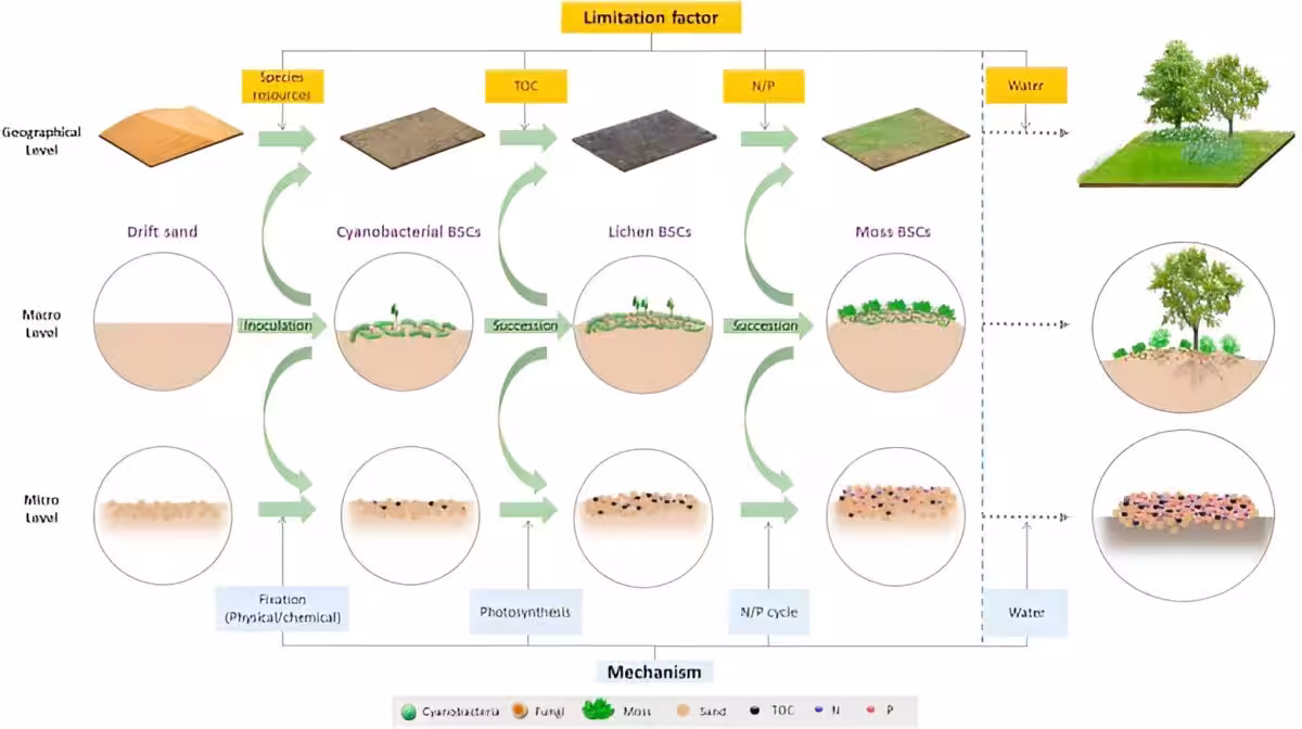 Schematic Overview Of Desert Restoration Through Biological Soil Crusts (bscs)