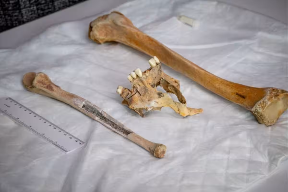 Undergraduate Students At The Ramapo College Of New Jersey Were Able To Link The Three Bones To The Same Person