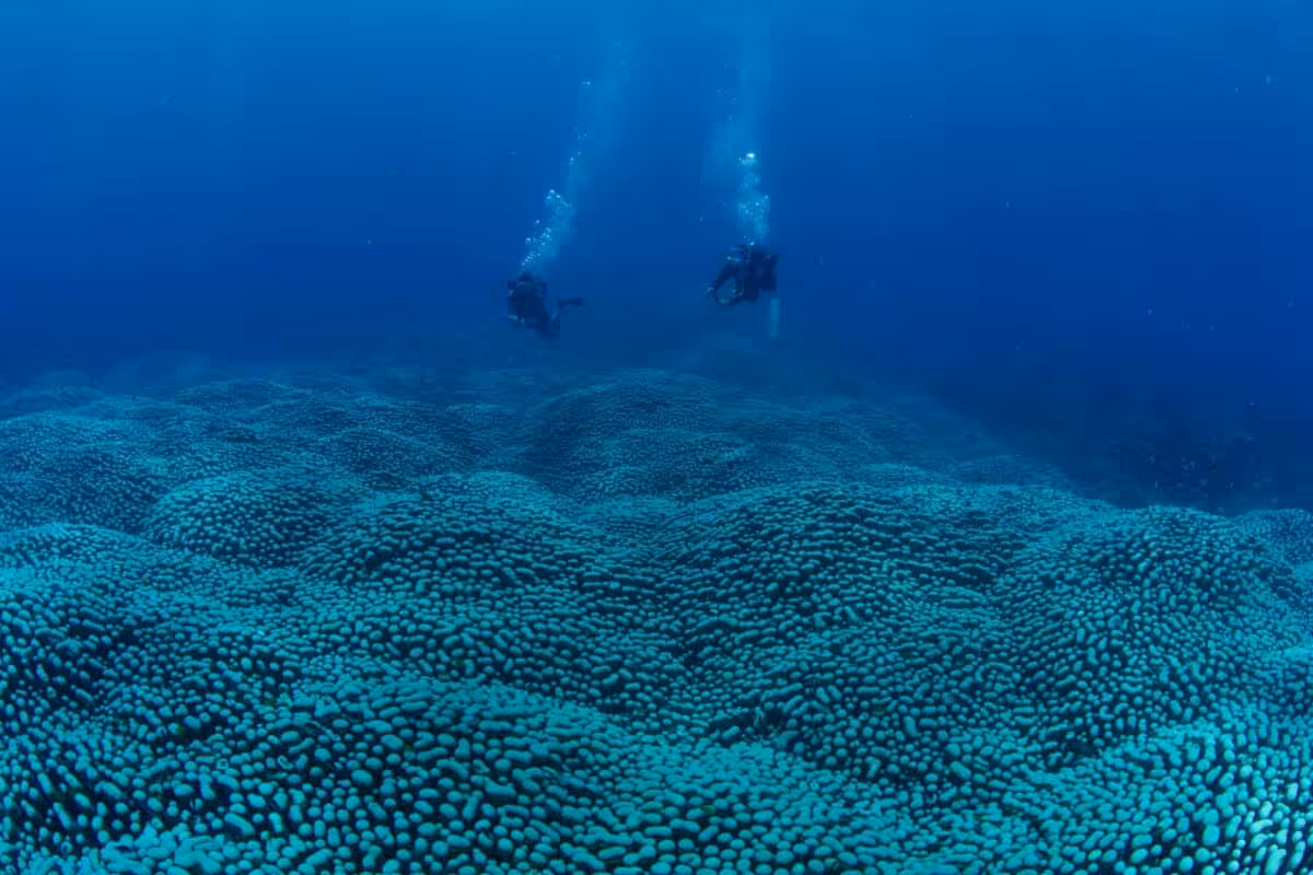 Citizen Scientists Have Identified What Is Believed To Be The Largest Documented Coral Colony On The Great Barrier Reef