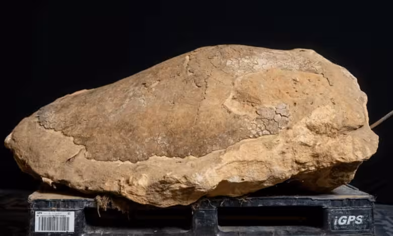 Fossilized Shell Of The Ancient Leatherback Turtle Ueloca Colemanorum Discovered In Alabama.