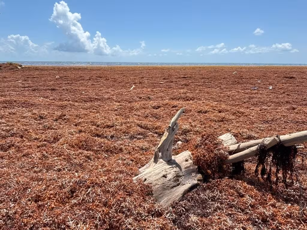 High Levels Of Sargassum Flood Belize’s Dangriga Town
