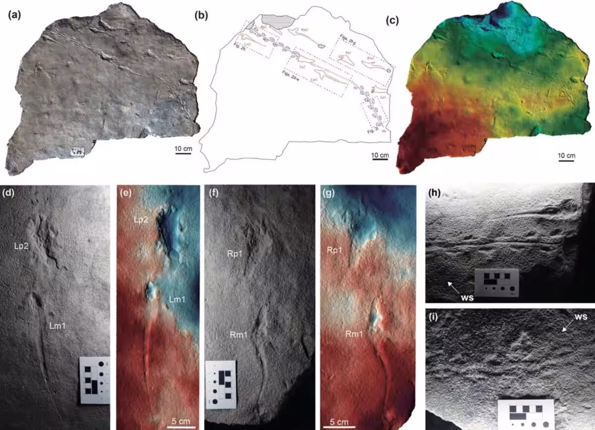 Composite View Of Jinjuichnus Procerus Footprints From South Korea, Showing Fossil Slab, Mapped Trackways, And 3d Models Of A Pterosaur And A Nearby Small Vertebrate.