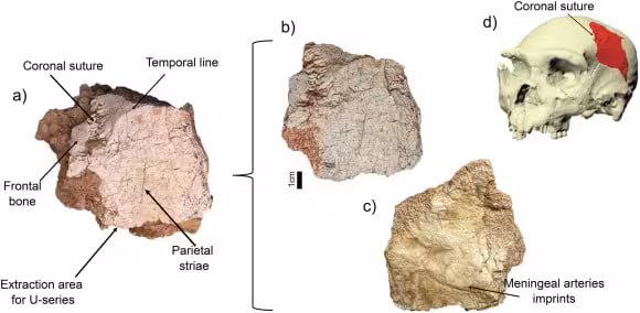 Parietal Bone Fragment Recovered From The Ruidera Site