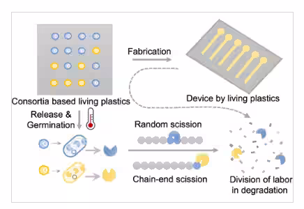 Diagram Illustrating The Process Of Creating And Degrading Consortia Based Living Plastics.