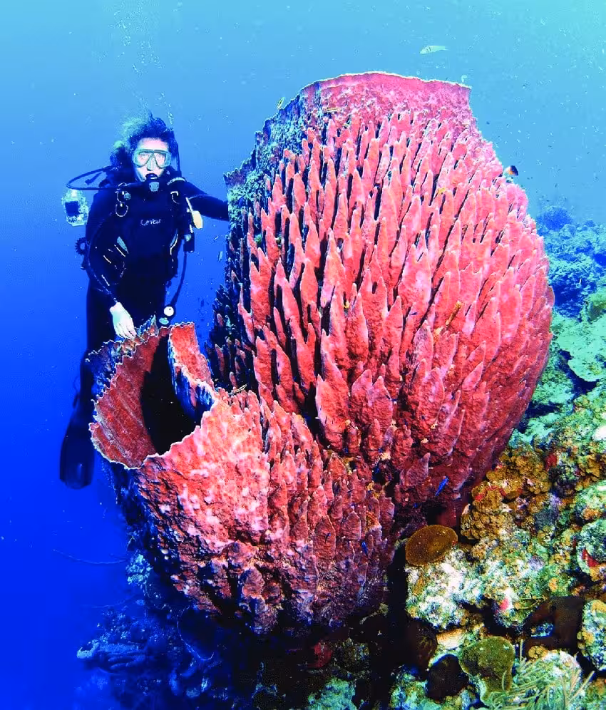 A Diver Swims Beside A Giant Barrel Sponge (xestospongia Muta)