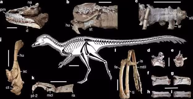 Anatomical Details And Skeletal Reconstruction Of Alnashetri Cerropoliciensis