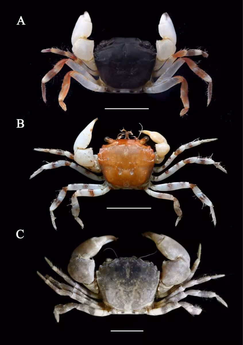 Three Specimens Of Eucrate Liui Showing The Species’ Range Of Shell Colors And Patterns.
