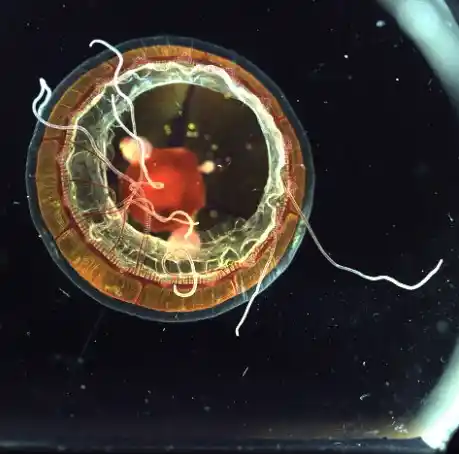 Collected At 1,157 Meters By Rov Subastian, This Jelly Was Photographed Aboard Falkor (too).