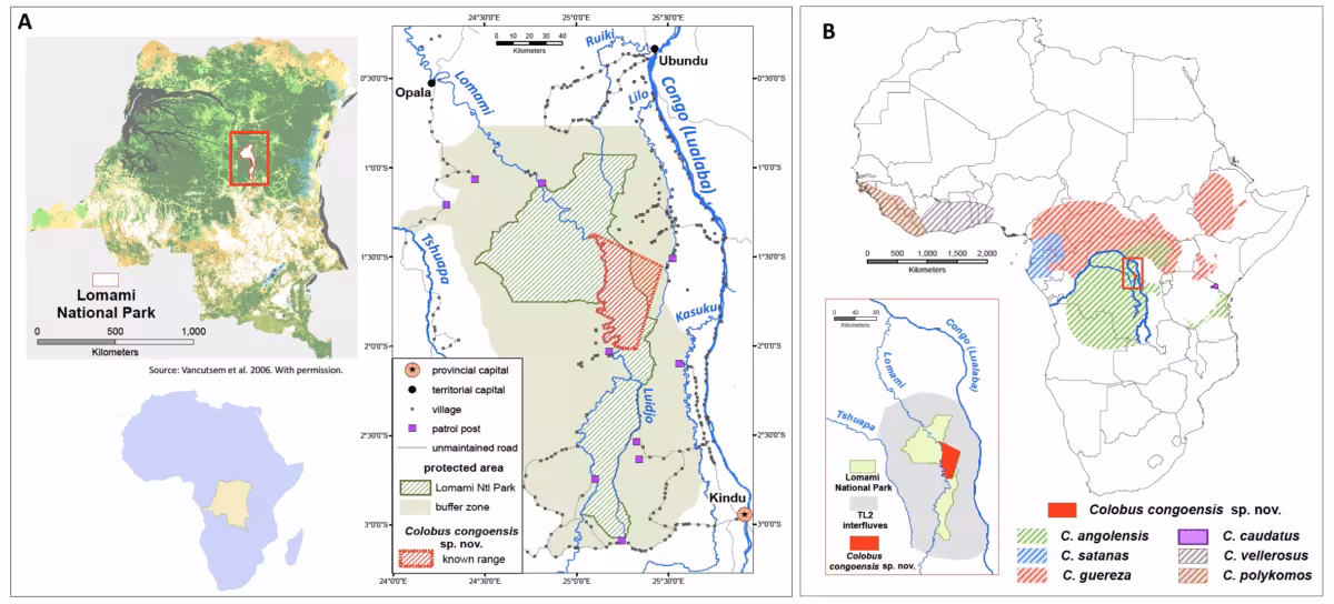 Map Showing The Known Distribution Of Colobus Congoensis In The Congo Basin And Its Range Compared With Those Of Other Colobus Species.